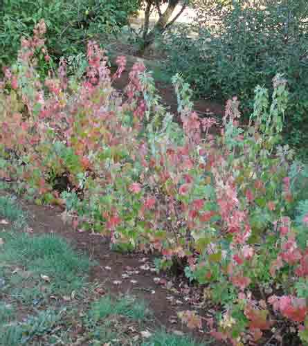 Currant (Ribes odoratum) Crandall Clove Currant | Whitman Farms