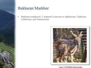 Markhor conservation and status in pakistan | PPT