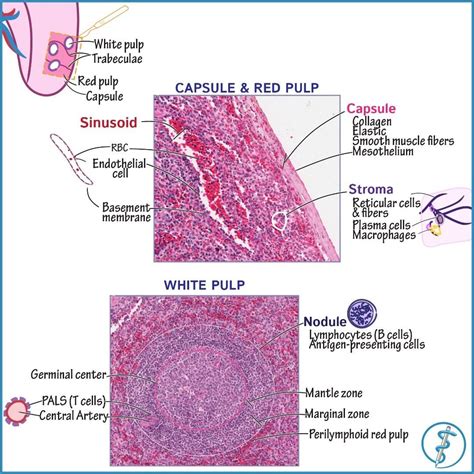 Anatomy & Histology of the Spleen Use the search function on our site to see just how much we ...