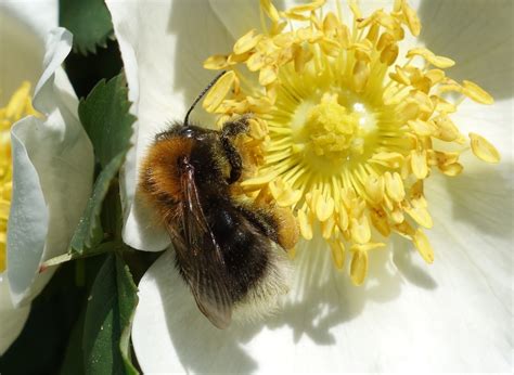 Urban Pollinators: The seven most common bumblebee species to find in gardens, parks and other ...