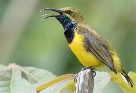 Burung Kenari Gacor Umur Berapa Bulan - Kenari Sakinah