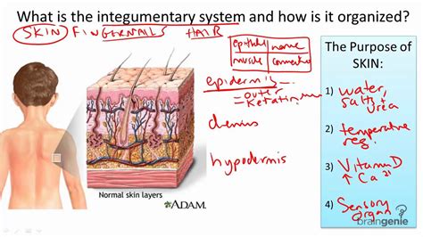 8.9 Integumentary System Structure and Function - YouTube