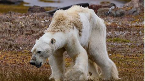 VIDEO: Documentan agonía de oso polar a causa del calentamiento global | El Heraldo de México