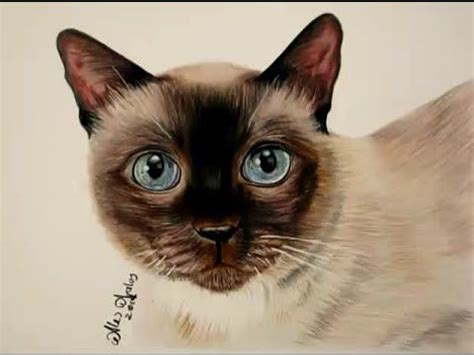 Learning to draw fur with colored pencils - How to draw a kitten ...