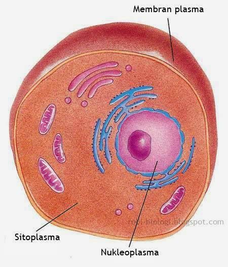 Sitoplasma dan Nukleoplasma - BELAJAR BIOLOGI