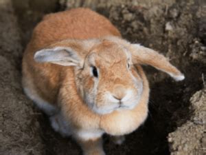 8 Rare Breeds of Rabbit (with Images) | Whyrabbits.Com