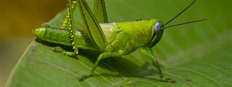 All About Grasshoppers | Grasshopper Killer | Habitat & Facts