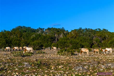 Natural Bridge Wildlife Ranch - Travel - celebrategalveston.com