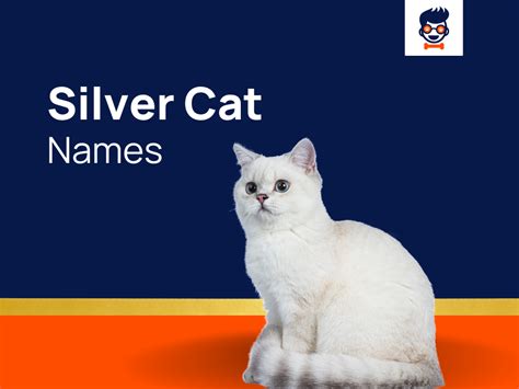 1310+ Silver Cat Names for Your Cute Fur Baby