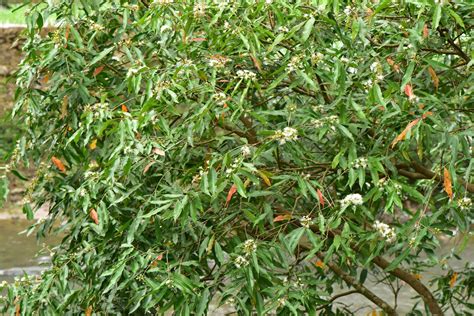 Syzygium claviflorum - PictureThis