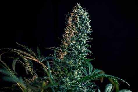 Cannabis Flowering Week By Week - The Guide By Royal Queen Seeds - RQS Blog