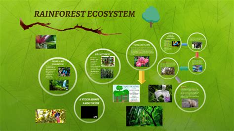 Rainforest Ecosystem