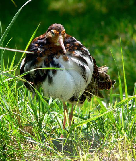 Ruff | Bird Migration, Breeding & Diet | Britannica