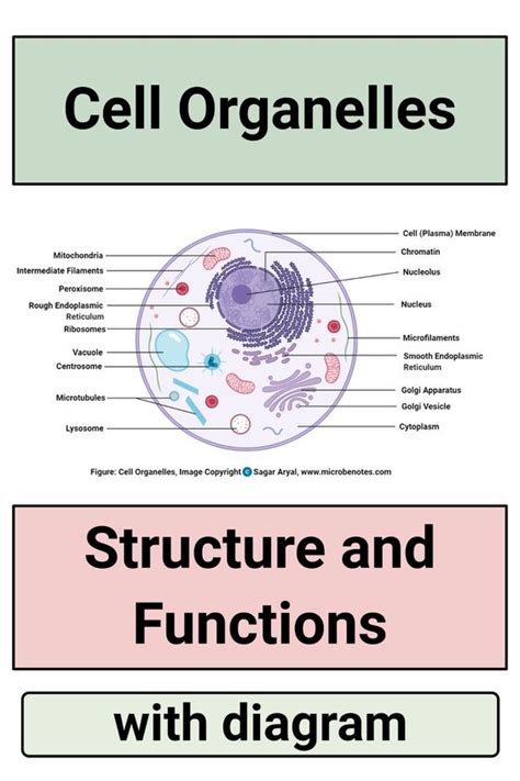 Plant Cell Diagram Functions Organelles Organelles Cell Biol