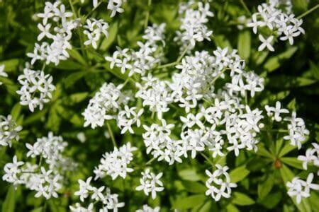 Sweet Woodruff Flower Meaning, Types, and Uses - Petal Republic