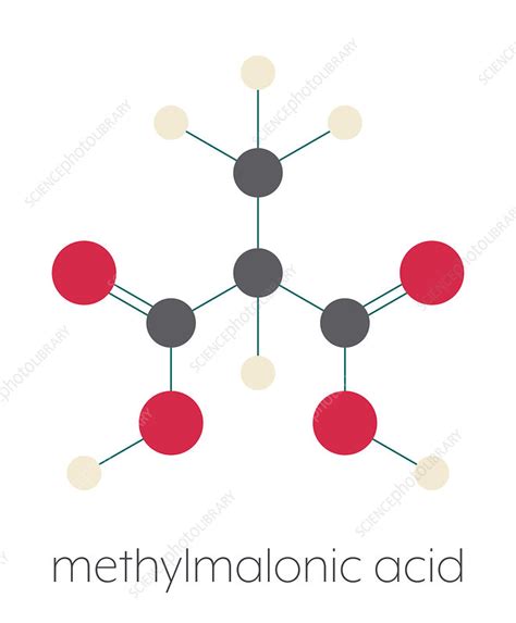 Methylmalonic acid molecule, illustration - Stock Image - F029/9668 - Science Photo Library