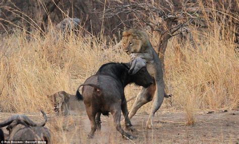 Mating lions interrupted when angry buffalo barges in on their romantic tryst | Daily Mail Online