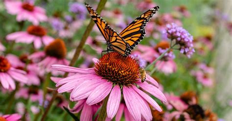 Shrubs and Perennials to Attract Butterflies | Attract butterflies, Night blooming flowers ...