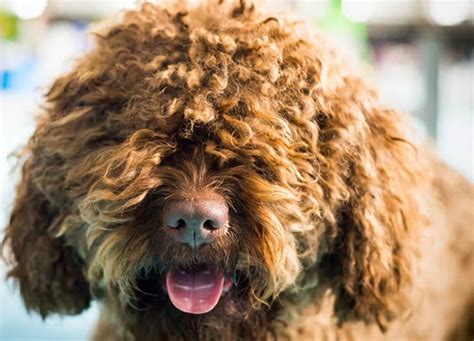 15 Shaggy Dog Breeds (Plus, How to Groom Them) - PureWow