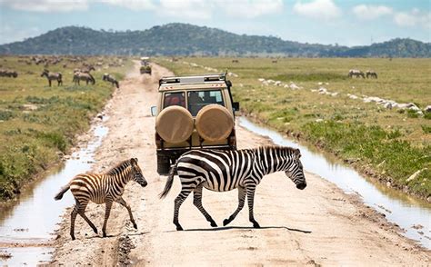 Travel Guide to Serengeti National Park | Explore Serengeti National Park