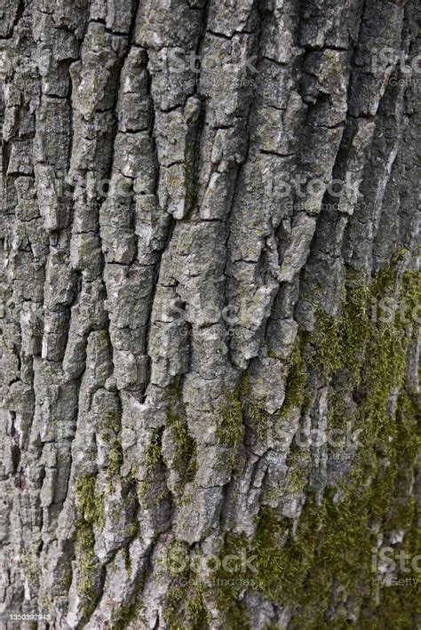 Quercus Robur Tree Stock Photo - Download Image Now - Acorn, Autumn ...