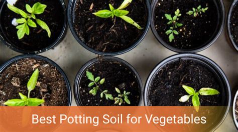 Choose the Best Potting Soil for Vegetables for Harvesting in 2020