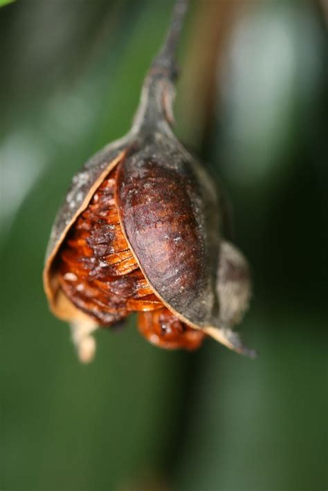 ˚Native Frangipani (Hymenosporum flavum (Hook) Toowoomba, Frangipani, Seed Pods, Chapman ...