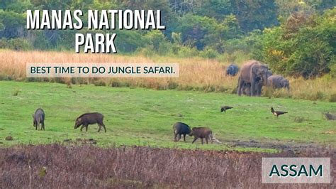 Manas National Park Wildlife Safari, Assam | Best place to stay in this tiger reserve. - YouTube