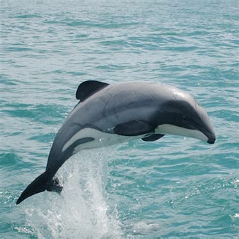 Are Māui dolphins native to New Zealand?