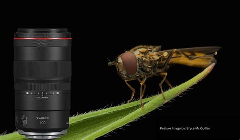 Canon RF 100mm f2.8L - The perfect lens for Macro Photography ...