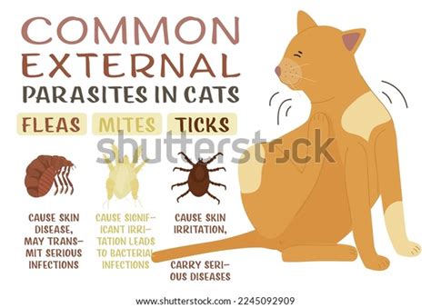 1,273 Cat Skin Problem Images, Stock Photos & Vectors | Shutterstock