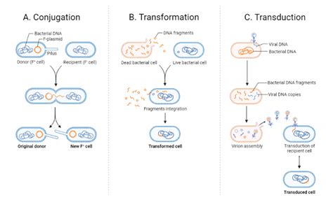 Conjugation, Transformation, Transduction | BioRender Science Templates