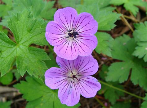 Shali Heights - A Himalayan Home. : The wild flowers of Western Himalaya