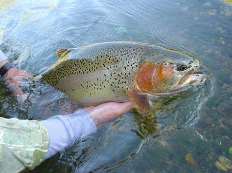 20 CUTBOW ideas | fly fishing, fish, trout