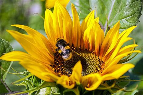 Sunflower Bumblebee Pollination - Free photo on Pixabay - Pixabay