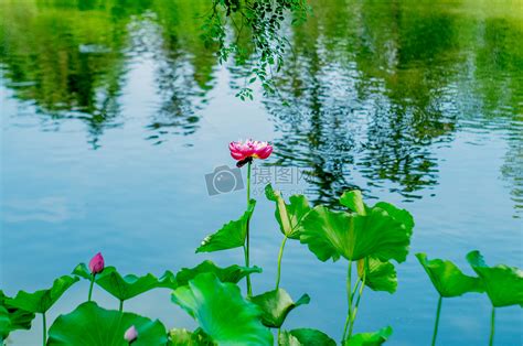 荷花池塘蜻蜓儿童画-夏日荷塘_画画大全