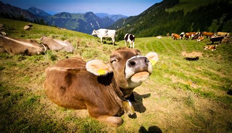 Happy Cow Face | This Milk Cow is very happy and enjoying th… | Flickr