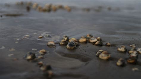 Kokkels sterven in Waddenzee, Doejong uitgestorven in China - Animals Today