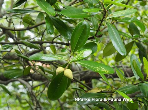 NParks | Avicennia officinalis