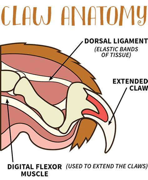 Claws Out: How Overgrowth of Keratin Leads to Cat Claw Problems