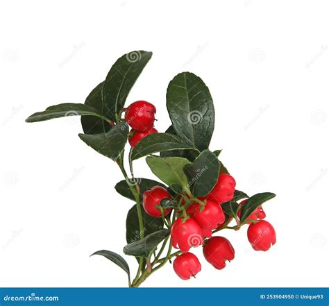 Wintergreen Berries with Foliage on White Background Wintergreen Berries with Foliage Stock ...