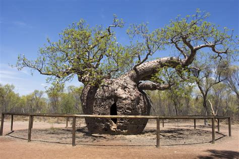 Built like buildings, boab trees are life-savers with a chequered past