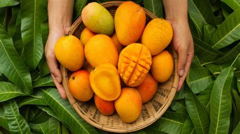 Kerala’s Mango Village Is Home To 200 Varieties Of The Fruit