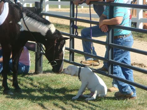 Dog & horse meet | Horses, Animals, Dogs