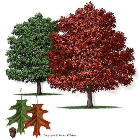 Texas A&M Forest Service - Trees of Texas - List of Trees