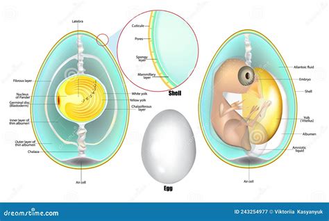 Structure Of Egg. Anatomy Of A Bird Embryo. Chicken Egg Development. Cartoon Vector ...