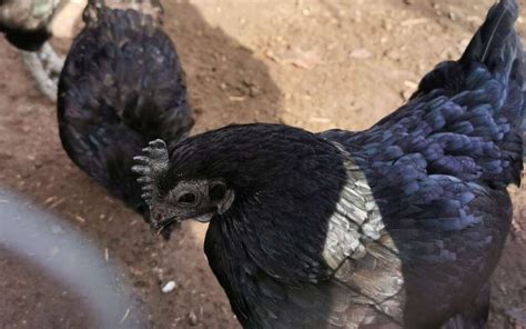 Ayam Cemani Chicken - Breed Profile & Facts - LearnPoultry