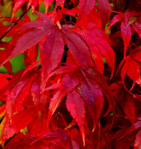 Acer palmatum ' Osakazuki ' Japanese Maple Tree - Kigi Nursery