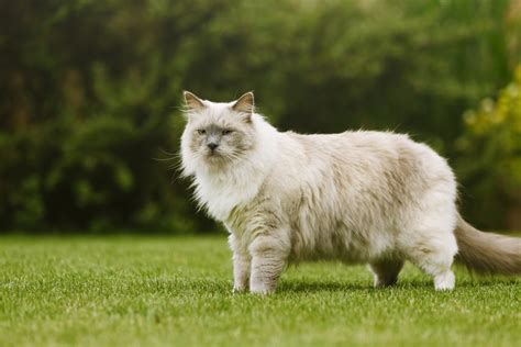 Types of Largest Cat Breeds