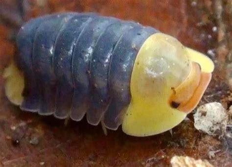 These Isopods are So Cute! in 2021 | Pill bug, Rubber ducky, Cute bug